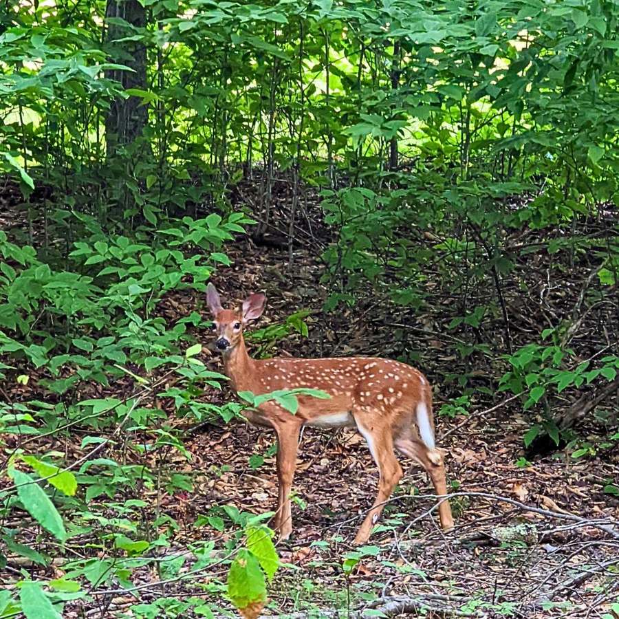 A deer on the land