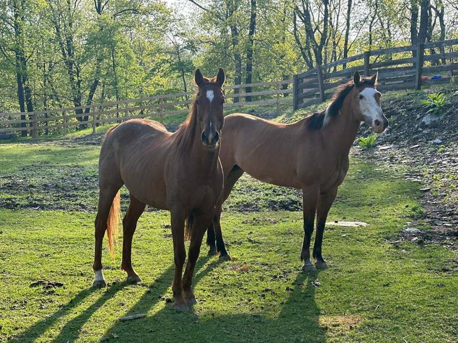 Horses on the property