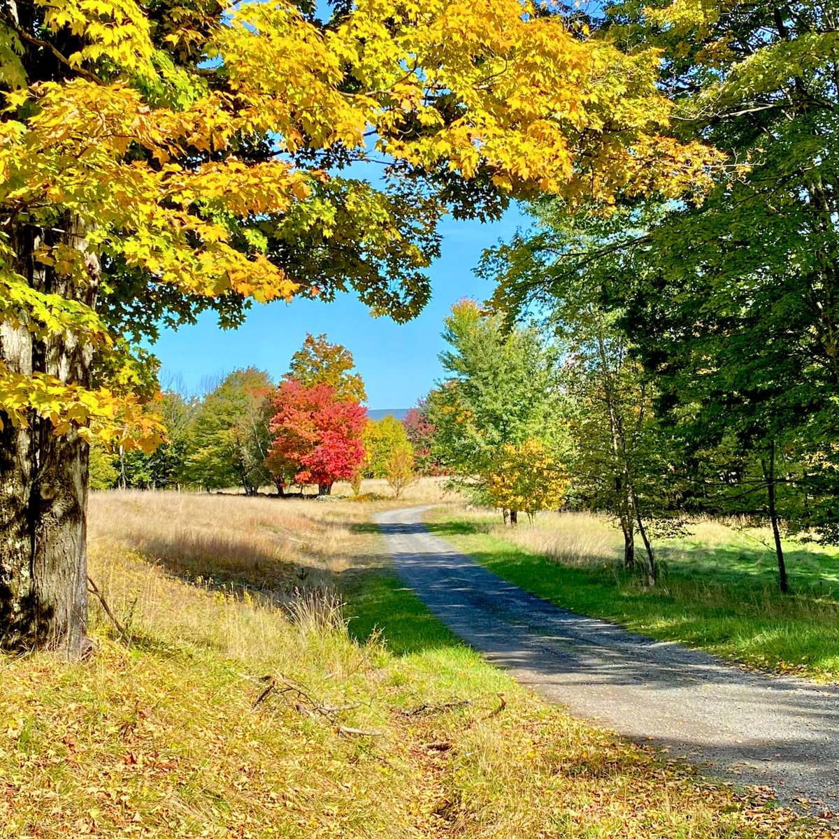 A country road winding through the fall trees