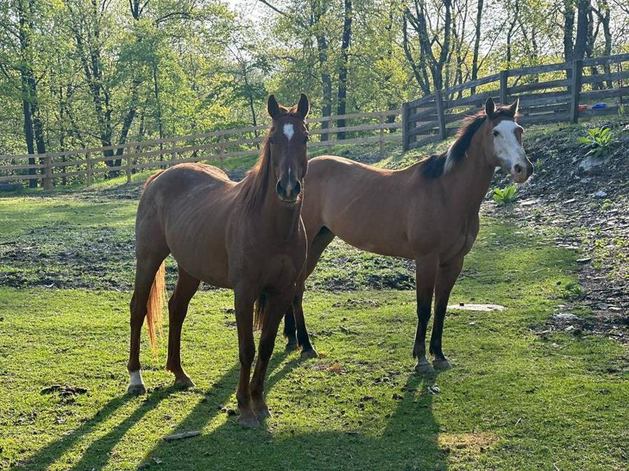 Horses on the property